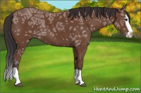 Horse Color:Bay Ice Splash 