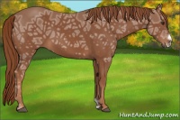 Horse Color:Chestnut Ice Frame 