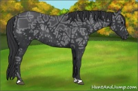 Horse Color:Black Ice Rabicano 