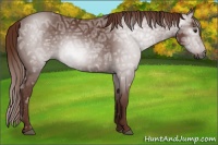 Horse Color:Gray Chestnut Ice 