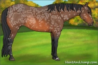 Horse Color:Bay Ice 