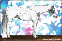 Horse Color:White Spotted Black Splash Tobiano Frame Near Leopard 