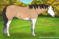 Horse Color:Bay Dun Splash 