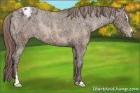 Horse Color:Amber Champagne Ice Sabino Blanket Rabicano 