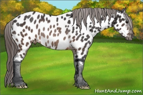 Horse Color:Brown Appaloosa Rabicano 