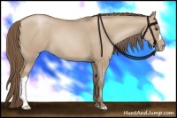 Horse Color:Grullo Pearl