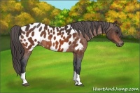 Horse Color:Brown Tobiano Blanket Rabicano 