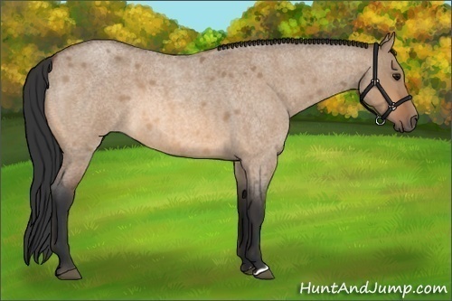 Horse Color: Bay Roan Dun 