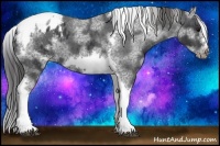 Horse Color:White Spotted Black Splash Tobiano Frame Appaloosa 