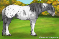 Horse Color:White Spotted Black Splash Tobiano Frame Appaloosa