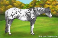 Horse Color:White Spotted Black Splash Tobiano Frame Appaloosa 