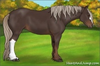 Horse Color:Liver Chestnut 