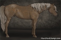 Horse Color:Chocolate Palomino 