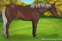 Horse Color:Silver Brown 