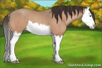 Horse Color:Amber Champagne Splash 