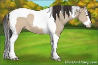 Horse Color:Sable Champagne Dun Splash Tobiano 