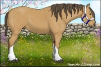 Horse Color:Buckskin 