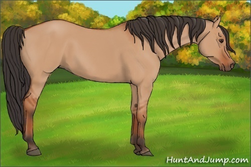 Horse Color:Bay Dun 