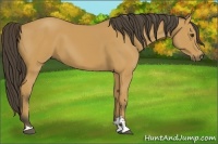 Horse Color:Buckskin Sabino