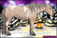 Horse Color:Bay Splash Tobiano Appaloosa  Brindle