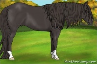 Horse Color:Smoky Black 