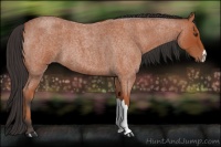 Horse Color:Bay Roan 