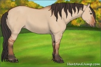 Horse Color:Bay Dun 