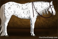 Horse Color:White Spotted Smoky Blue Roan Near Leopard 
