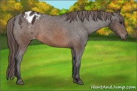 Horse Color:Buckskin Varnish Rabicano 