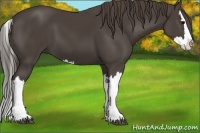Horse Color:Smoky Black Splash 