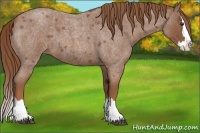 Horse Color:Red Roan Splash 