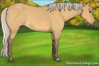 Horse Color:Silver Buckskin Dun 