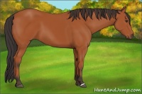 Horse Color:Bay 