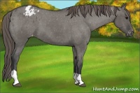 Horse Color:Grullo Tobiano Blanket