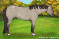 Horse Color:Smoky Grullo Roan 