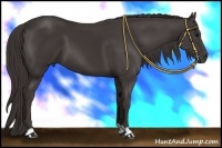 Horse Color:Smoky Black 