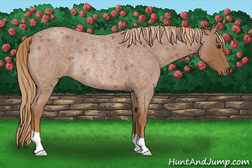 Horse Color: Red Roan Rabicano 
