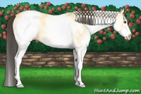 Horse Color:White Spotted Buckskin Dun 