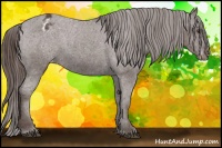 Horse Color:Liver Chestnut Appaloosa 