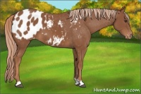 Horse Color:Chestnut Blanket 
