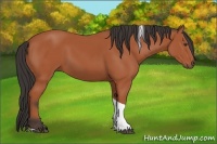 Horse Color:Bay Tobiano 