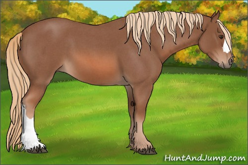 Horse Color: Red Roan 