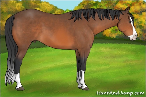 Horse Color: Bay Splash 