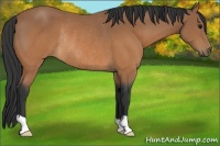 Horse Color:Bay Rabicano 