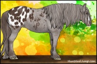 Horse Color:Liver Chestnut Appaloosa 