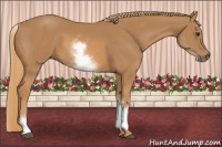 Horse Color:White Spotted Chestnut 