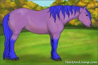 Horse Color:Watercolor Bay 