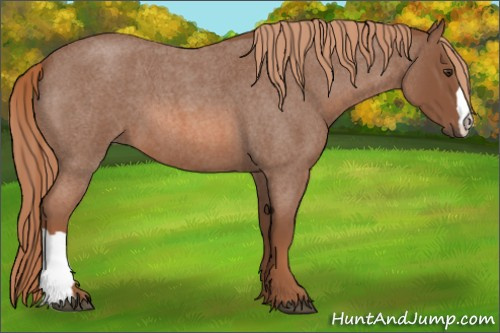 Horse Color: Red Roan 