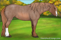 Horse Color:Red Roan 