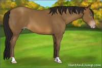 Horse Color:Gray Amber Cream Champagne 